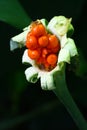 Macro flower in garden, ginger Royalty Free Stock Photo