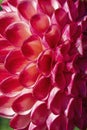 Macro of a flower head of a pink dahlia hybrid, Edinburgh Royalty Free Stock Photo