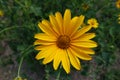 Macro of flower of Heliopsis helianthoides