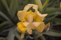 macro flower iris plants drops yellow green rain nature pattern beauty weather spring Royalty Free Stock Photo