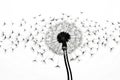 Macro flower light freedom white summer dandelion blowball seeds concept wind fluffy plant Royalty Free Stock Photo