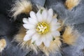 Macro flower lophophora williamsii var. texana cactus Royalty Free Stock Photo