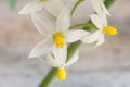 Macro flower photography a white wildflower Royalty Free Stock Photo