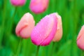 Macro flower picture of young pink tulip with blurred green background. Raindrops, morning dew drops on colorful petals. Holland