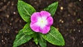 Macro flower with purple leaves cover with drops of water.