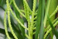 Macro of the flower stems on a bamboo palm