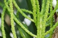 Macro of the flower stems on a bamboo palm