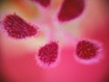 Macro flower stigma close-up