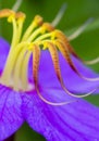 Macro of flower stigma. vibrant details