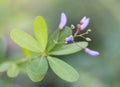 Macro flower