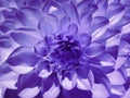 Macro flower violet dahlia. Background from a flower. Closeup. Royalty Free Stock Photo