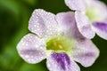 Macro Flower Water Drop close up Royalty Free Stock Photo