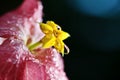 Macro Flower Water Drop close up Royalty Free Stock Photo