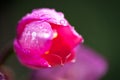 Macro Flower Water Drop close up Royalty Free Stock Photo