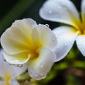 Macro Flower Water Drop close up Royalty Free Stock Photo