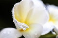 Macro Flower Water Drop close up Royalty Free Stock Photo