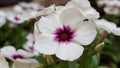 Macro flower white purple center