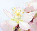 Macro of a flowering almond tree flower