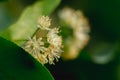 Macro flowering of lime trees, yellow fragrant medicinal flowers of lime in dark green foliage close-up