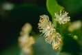 Macro flowering of lime trees, yellow fragrant medicinal flowers of lime in dark green foliage close-up