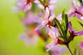 Macro of flowers of almond tree