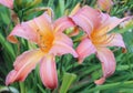 macro flowers, bright pink lily flowers, beautiful background texture of nature, in the garden on a summer day, Royalty Free Stock Photo