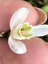 Macro Flowers in a Close-up Pic