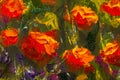 Macro flowers Red yellow poppies in green grass. Fragment of close-up painting. Canvas, oil, palette knife. Abstract flowers. Text Royalty Free Stock Photo