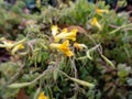 Macro of flowers of yellow corydalis or rock fumewort Pseudofumaria lutea among green leaves Royalty Free Stock Photo