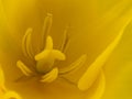 Macro - flowers - yellow tulip interior