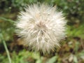 Macro fluffy blowball flower. Goat`s-beard like big white dandelion seed head. Summer herb Royalty Free Stock Photo