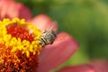 Macro of fluffy Caucasian striped white-gray bee Amegilla albigena on an orange-pink flower Zinnia in summer Royalty Free Stock Photo