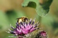 Macro fluffy Caucasian wild bee Macropis fulvipes on inflorescences of thistle Arctium lappa in summer Royalty Free Stock Photo