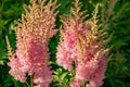 Macro fluffy panicles of pink Astilbe Japonica or false spirea in the rays of golden evening sun