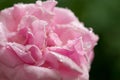 Macro of a fluffy pink flower