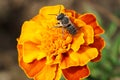 Macro of fluffy striped Caucasian bee Hymenoptera Megachile rotundata on orange flower of marigold Tagetes erecta in spring