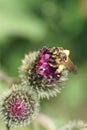 Macro of Caucasian fluffy striped wild bee Macropis fulvipes on Royalty Free Stock Photo
