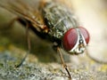 Macro fly