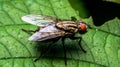 Macro of a fly