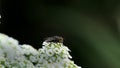 Macro of Fly with big eyes on white flower isolated on black background. Nature and wild life background. big insect on Lobularia Royalty Free Stock Photo