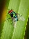 Macro fly on brown green Royalty Free Stock Photo