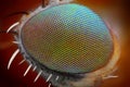 Macro fly eye Royalty Free Stock Photo