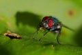 Macro of a fly drinking Royalty Free Stock Photo