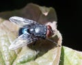 Macro of fly on a green leaf Royalty Free Stock Photo