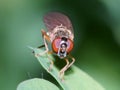 Macro of fly on a green leaf - compound eyes