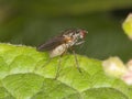 Macro of fly on a green leaf - compound eyes