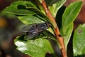 Macro of fly on a green leaf Royalty Free Stock Photo