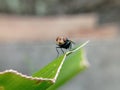 macro of a fly on a green leaf on a blurred background Royalty Free Stock Photo