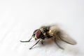 macro fly isolated on white background Royalty Free Stock Photo