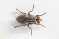 Macro of a fly isolated on white background Royalty Free Stock Photo